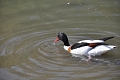 shelduck, shelducks-6